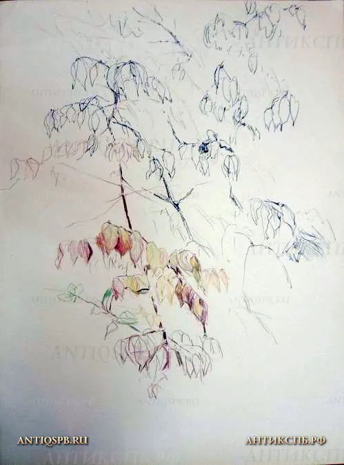 Рисунок "Ветка с листьями". Художник: Бантиков Андрей Сергеевич (1914-2002). №480