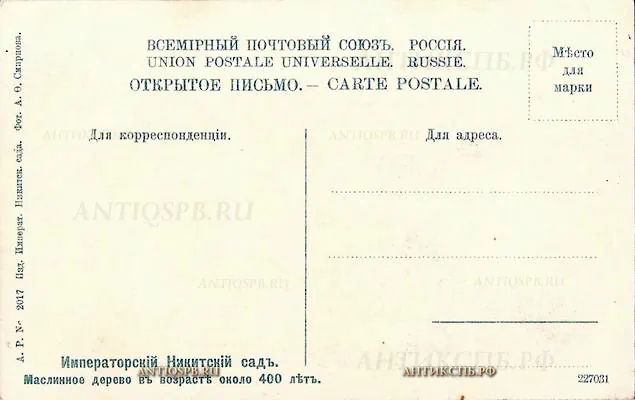 Открытка старинная "Императорский Никитский сад. Маслинное дерево в возрасте около 400 лет". Россия. Нач. ХХ века. №5286.3-555