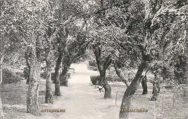 Открытка старинная "Императорский Никитский сад. Роща пробкового дуба". Россия. Нач. ХХ века. №5286.9-553